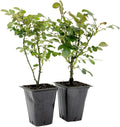 2 Pink Carpet Rose in 3.5” Nursery Cubes (Rosa ‘Flower Cover Pink’) | Low-Growing Groundcover Rose Shrub for Borders, Containers, and Mass Plantings | Ready-to-Plant Live Starter Plants