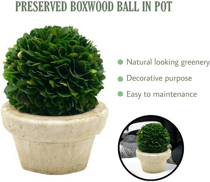 Serene Spaces Living Preserved Boxwood Ball with Small Pot – Boxwood in Planters, Preserved Plant for Boxwood Table Decor, Centerpiece, Measures 5.5" Tall & 4" Diameter, Single (Pack of 2)