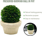 Serene Spaces Living Preserved Boxwood Ball with Small Pot – Boxwood in Planters, Preserved Plant for Boxwood Table Decor, Centerpiece, Measures 5.5" Tall & 4" Diameter, Single