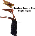 Live Aquatic Plant Nymphaea Queen of Siam Purple Tropical Water Lilies Tuber for Aquarium Freshwater Fish Pond by Greenpro