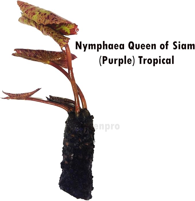 Live Aquatic Plant Nymphaea Queen of Siam Purple Tropical Water Lilies Tuber for Aquarium Freshwater Fish Pond by Greenpro