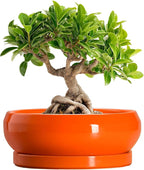 Bonsai Pots 8 Inch - Ceramic Succulent Planter with Drainage Hole and Saucer, Shallow Plant Pot Indoor Outdoor, Round Bowl Planter, Bonsai Tree Pots, Table Decor, Plant Lover Gift, Orange