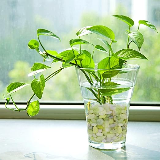 Pulovin 2.5 lbs Jade Pebbles for Indoor Plants, Decorative Pebbles for Bamboo, Vase, 3/8" Plant Gravel for Pots Indoor, Highly Polished Small River Rocks