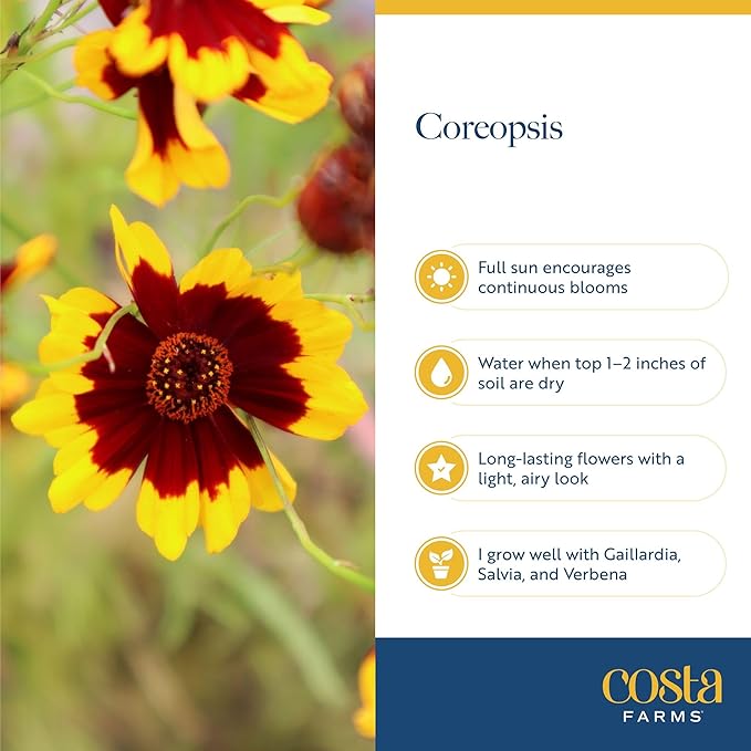 Costa Farms Coreopsis Live Outdoor Plants (2-Pack), Colorful Perennial Flowers in 2-Qt. Grow Pots, Sun-Loving Long-Blooming Tickseed for Garden Beds, Borders, and Patio, Attracts Pollinators