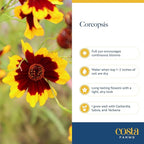 Costa Farms Coreopsis Live Outdoor Plants (2-Pack), Colorful Perennial Flowers in 2-Qt. Grow Pots, Sun-Loving Long-Blooming Tickseed for Garden Beds, Borders, and Patio, Attracts Pollinators
