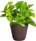 Thorsen's Greenhouse Golden Pothos, Live Indoor Vining Plant, Easy to Grow, Variegated Houseplant, Natural Air Purifier (Chocolate, 6-inch Pot)