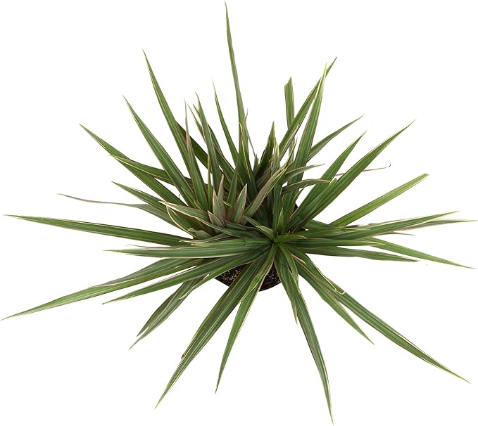 Dracaena Marginata 'Bicolor' Dragon Tree in 6" Grower Pot, Live Houseplant, Easy Plant Decor, Air Purifying Houseplants for Home or Office by Plants for Pets