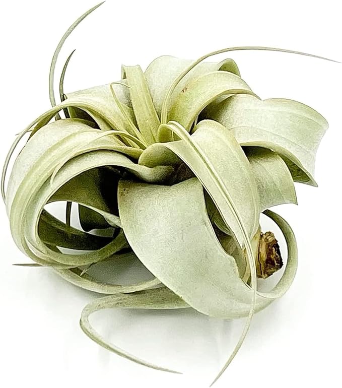 ragnaroc Air Plants - Tillandsia Xerographica, Small 2-3” - 2ct - Live Arrival Gauranteed - House Plants for Home Decor & Gift