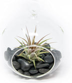 Stunning Flat Bottom Globe Plant Terrarium Kit - Small Assorted Air Plant and Black Stones in Propagation Jar - Home and Garden Decor Plants Pot - Easy Care Indoor and Outdoor Plants Vase