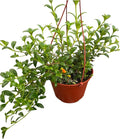 Goldfish Plant – Live Nematanthus Gregarius in 6-Inch Pot – Easy Care Indoor Hanging Houseplant with Bright Orange Blooms – Pet Safe & Low Maintenance