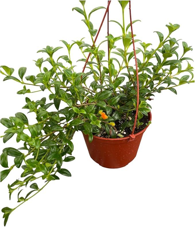 Goldfish Plant – Live Nematanthus Gregarius in 6-Inch Pot – Easy Care Indoor Hanging Houseplant with Bright Orange Blooms – Pet Safe & Low Maintenance