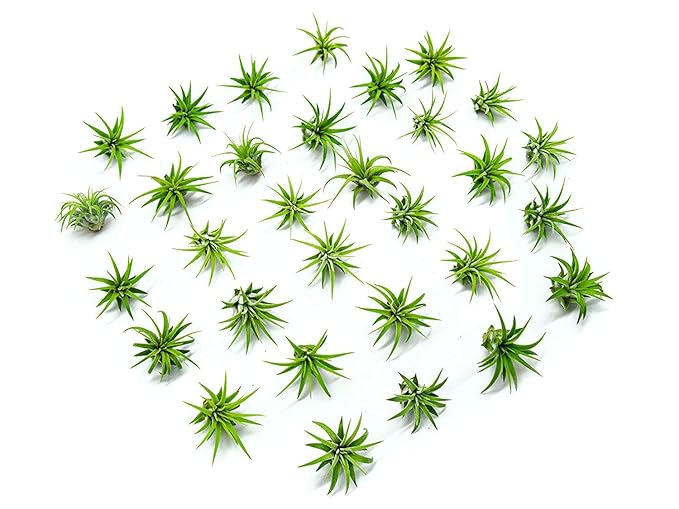 Fairy Garden Tillandsia Air Plants Live Indoor Plants (100PK), Terrarium Plants Live Houseplants Fairy Garden Accessories, Live Plants Indoor Fairy Garden Kit, Air Plant Lover Gifts by Plants for Pets