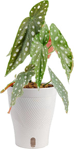 Costa Farms Begonia Maculata Live Plant in Self Watering Pot, Indoor Houseplant, Perfect for Home, Room, or Office Decor, Great House Warming or Birthday Gift, 12-18 Inches Tall