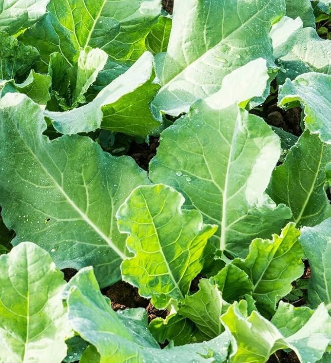 500 Premier Kale Seeds for Planting Heirloom Non GMO 2+ Grams Garden Vegetable Bulk Survival