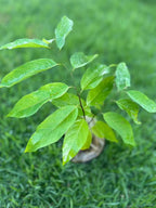 Red Custard Apple Tree – 8–12 in Live Tropical Fruit Tree Seedling (Annona reticulata L) | Naturally Grown from Seed | Sweet, Creamy Red-Fleshed Fruit | Rare Fast-Growing Live Plant