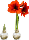 Snow Flecked Waxed Amaryllis Bulb 2-Pack – Gold Wax with Red Blooms – Live Holiday Gift Plant, Easy Care, No Watering Needed