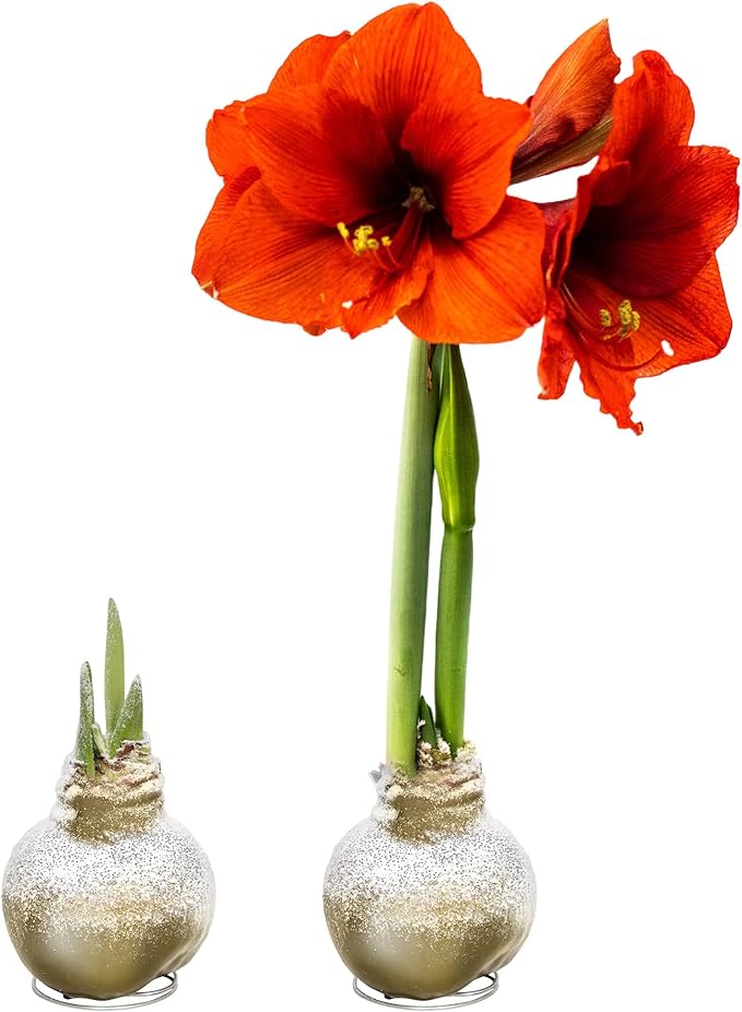 Snow Flecked Waxed Amaryllis Bulb 2-Pack – Gold Wax with Red Blooms – Live Holiday Gift Plant, Easy Care, No Watering Needed