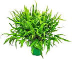 Kangaroo Paw Fern Plant - Small Fern Plants Live - Overall Height 10" to 14" - 1 Gallon Pot - Tropical Plants of Florida