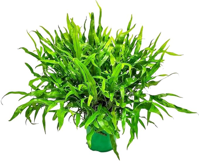 Kangaroo Paw Fern Plant - Small Fern Plants Live - Overall Height 10" to 14" - 1 Gallon Pot - Tropical Plants of Florida