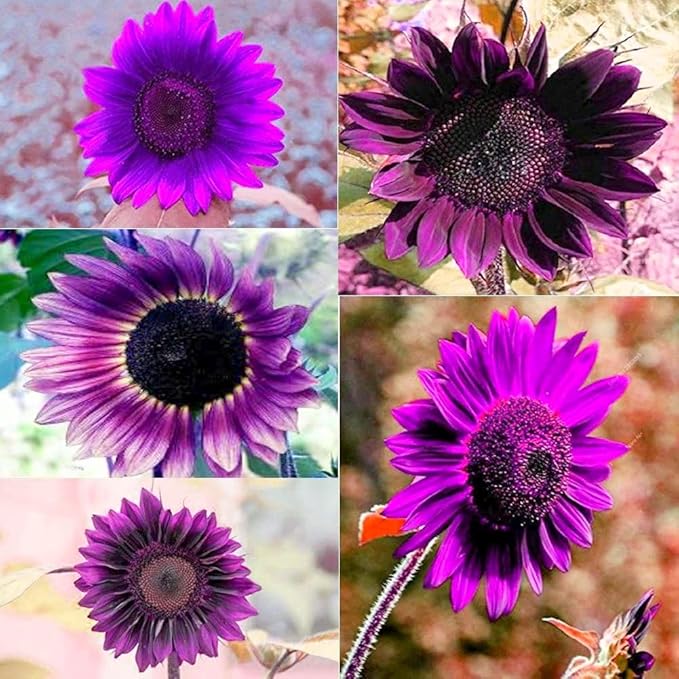 100 Pcs Rare Purple Sunflower Seeds Beautiful Flower for Planting Outdoors Home Garden Decor