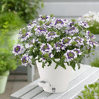 Pottiffe Self-Watering-Pots-for-Indoor-Plants, 8 Inch Flower Pots for Indoor Plants, 3 Pack Plastic Planters with Drainage Holes and Saucers