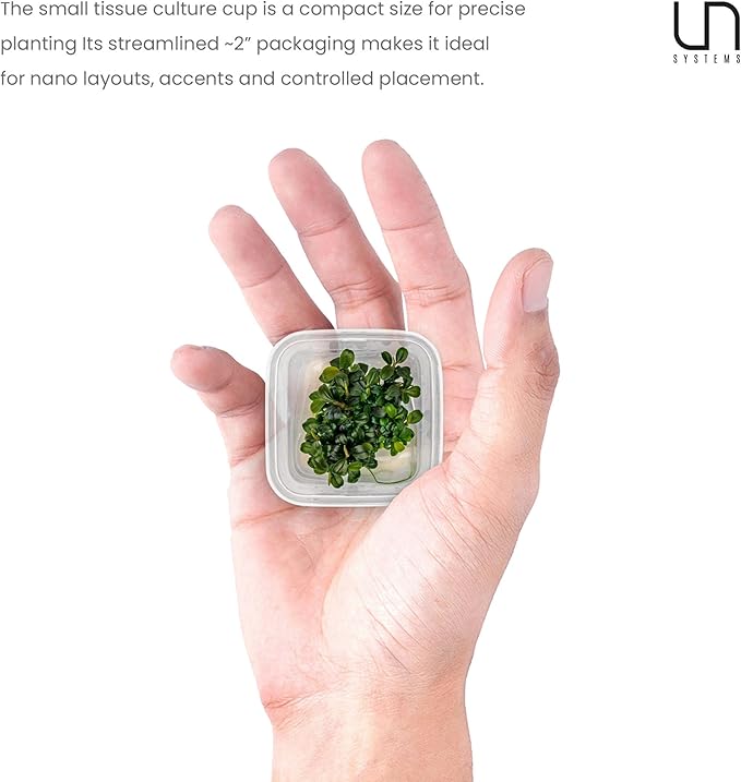Ultum Nature Systems Live Tissue Culture - Bucephalandra Kedagang Round Mini - Easy Care - Low to Medium Light - Dark Green and Red Accent - Foreground - 100% Snail Free Grown in-Vitro - Small Cup