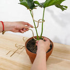3PCS Indoor Plant Support – Durable Metal Garden Stakes for Monstera, Flowers & Herbs – 12.6 Inch Trellis for Indoor & Outdoor Plants, Easy-to-Use Support Structures