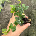 Live Creeping Fig Starter Plant – Ficus Pumila Green Tropical Houseplant for Indoor or Outdoor Growing – Easy Care Rare Plant Gift for Home or Garden with Heat Pack Included
