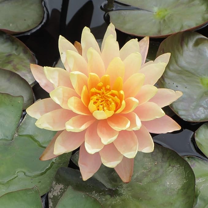 Live Aquatic Plant Yellow Nymphaea Mungkala Ubon Hardy Water Lilies Tuber for Aquarium Freshwater Fish Pond by Greenpro