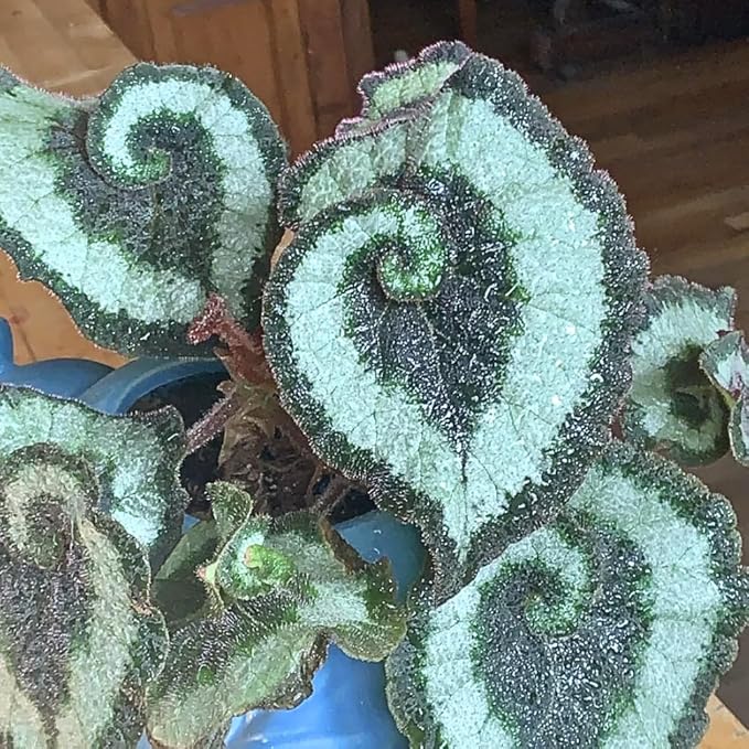 Begonia Live Plant, Begonias Live Plant, Rare Begonias Plants, 5-7 Inches in Height for Indoor Houseplant (Green Begonia)