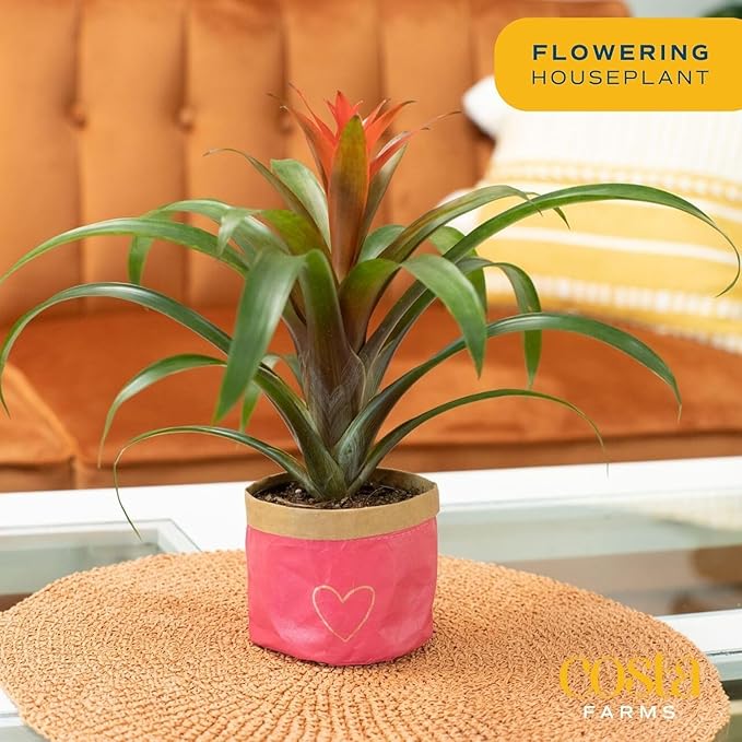 Costa Farms Live Bromeliad Indoor Plant, Red Guzmania Blooming Houseplant in Grow Pot, Tropical Tabletop Decor, Fresh From Farm, 12-Inches Tall
