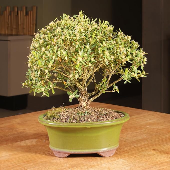 Brussel's Bonsai Live Harland Boxwood Bonsai Tree - Medium, 5 Years, 8 to 12 Inches Tall - Outdoor Bonsai Tree with Ceramic Bonsai Pot
