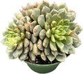 Live Succulents Echeveria 'Firework' (4-inch), Succulent Plants Fully Rooted in Pots with Soil, Easy-Care House Plant for DIY, Home Office Decor, Wedding Party Favor