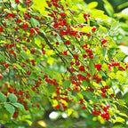 Nanking Cherry 1-2 Ft Plant - Versatile, Perennial, Early Fruiting, High Yielding Nanking Cherry Plant | Low Maintance & Easy-to-Grow Fruit Tree (4 Pack)