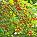 Nanking Cherry 1-2 Ft Plant - Versatile, Perennial, Early Fruiting, High Yielding Nanking Cherry Plant | Low Maintance & Easy-to-Grow Fruit Tree (2 Pack)