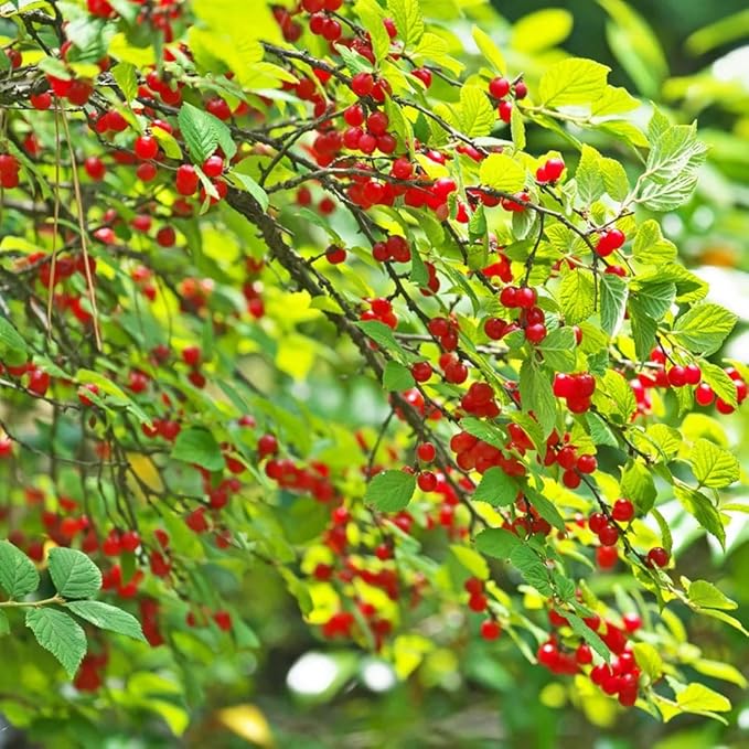 Nanking Cherry 1-2 Ft Plant - Versatile, Perennial, Early Fruiting, High Yielding Nanking Cherry Plant | Low Maintance & Easy-to-Grow Fruit Tree (2 Pack)