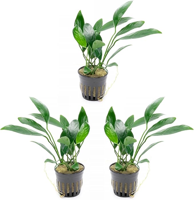 SubstrateSource Anubias Live Aquarium Plants - Potted Freshwater Plant for Fish Tanks, Terrariums - Beginner Friendly Low Light (Congensis, 3 Pots)