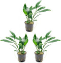 SubstrateSource Anubias Live Aquarium Plants - Potted Freshwater Plant for Fish Tanks, Terrariums - Beginner Friendly Low Light (Congensis, 3 Pots)
