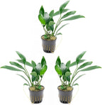 SubstrateSource Anubias Live Aquarium Plants - Potted Freshwater Plant for Fish Tanks, Terrariums - Beginner Friendly Low Light (Congensis, 3 Pots)