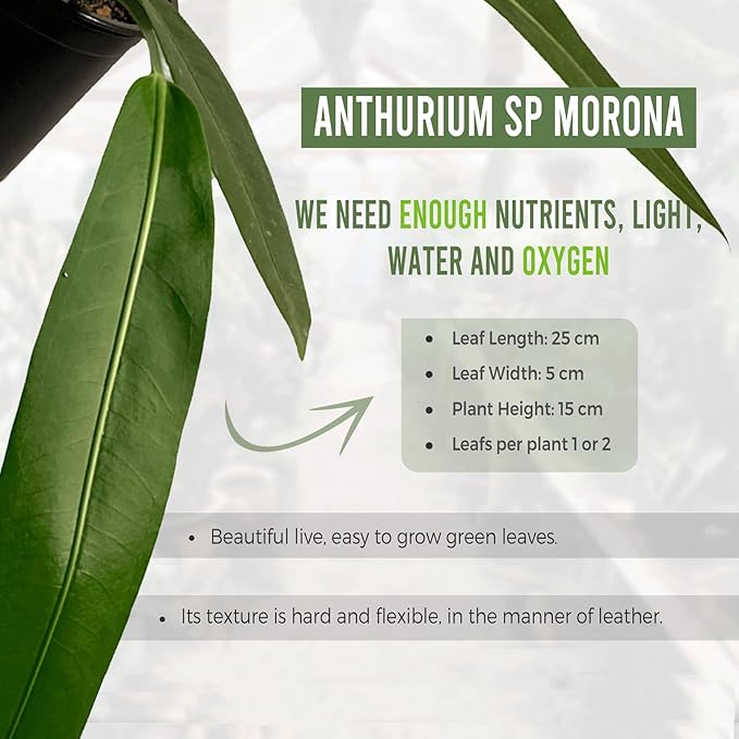 LEAL PLANTS ECUADOR Anthurium SP Morona| Exotic Indoor Plant | Live Tropical Houseplant for Home Décor| Beautiful Green Live Plant | Easy-Care Indoor Houseplant,Unique Gift for Plant Lover