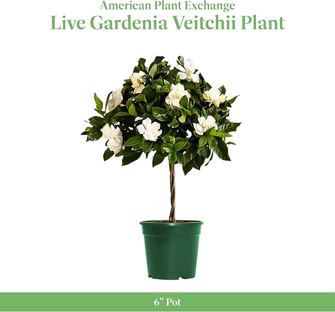 American Plant Exchange Mini Gardenia Vetchii Tree, Live 6-Inch Indoor Flowering Plant, Fragrant Houseplant for Home or Office, for Mother's Day & Year-Round Décor