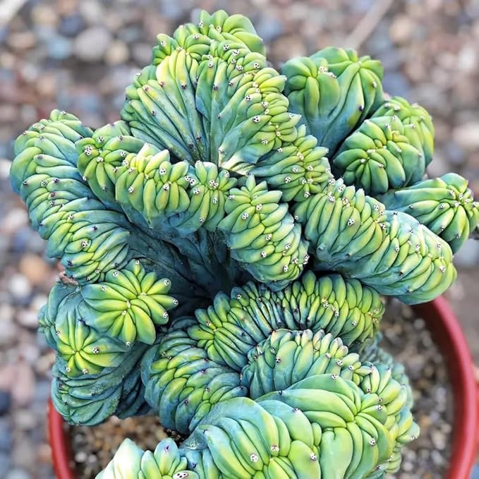 Blue Candle Curly Cactus Live Plant in 4" Pot, Rare Blue Cactus Succulent for Home Decor Outdoor Indoor Growing