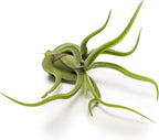 Altman Plants, 12 Air Plant Variety Pack - Small Tillandsia Terrarium Kit - Assorted Species of Live Tillandsia Tropical House Plants for Sale, 2 to 5 Inches Each - Air Plants for Indoor Home Decor