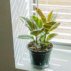 Perfect Plants Variegated Rubber Plant | Ficus Elastica 'Tineke' | Live Indoor Houseplant | Unique Home Décor, 6in. Grower's Pot