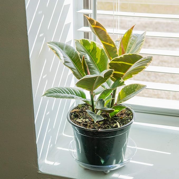 Perfect Plants Variegated Rubber Plant | Ficus Elastica 'Tineke' | Live Indoor Houseplant | Unique Home Décor, 6in. Grower's Pot
