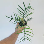 Philodendron Tortum Live Plant | Ships from CA | Available in Modern White Self-Watering Planter | Air Purifying & Pet-Friendly (4" Nursery Pot, Small Plant)