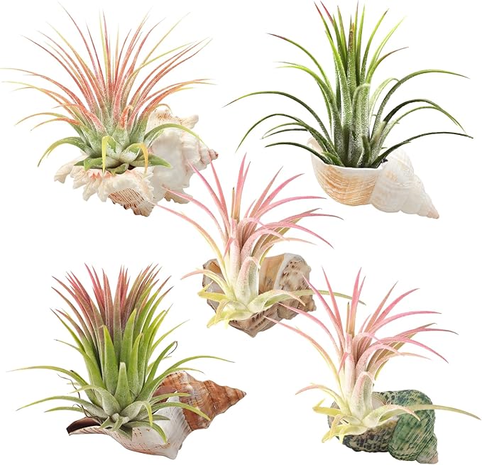 5 Pack Conch Sea Shell Air Plant Holder Natural Conch Plant Pots Holder Decorative Cute Tillandsia Succulent Display Container Table Centerpiece for Home Garden Decoration