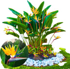 Bird of Paradise Plant - Live Tropical Ornamental Houseplant, Indoor and Outdoor Planting, Zones 9-11 (Yellow)