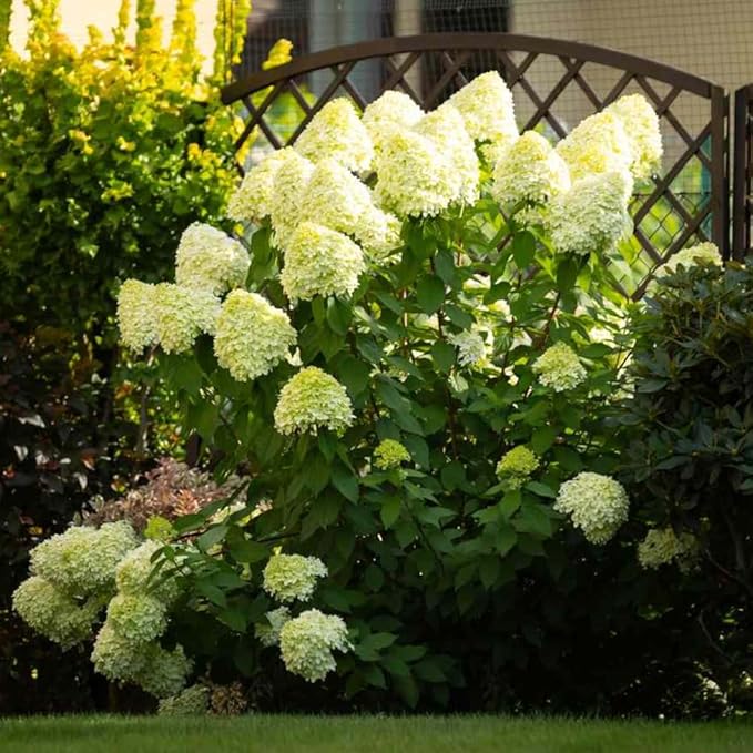 Hydrangea Live Plant, 6-12 Inch Tall, Hardy Flowering Shrub in 2.5" Pot, Outdoor Garden Hydrangea Bush (Lime Hydrangea)