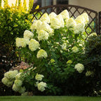 Hydrangea Live Plant, 6-12 Inch Tall, Hardy Flowering Shrub in 2.5" Pot, Outdoor Garden Hydrangea Bush (Lime Hydrangea)